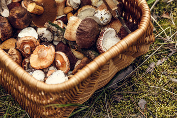 Basket with mushrooms