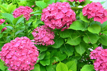 Hydrangea (Ortensia)