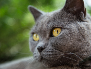 Portrait of british blue cat. Close-up.
