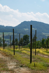 Fototapeta premium Weinbau Gerüsst