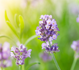 Lavender flowers, close-up.