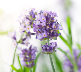 Lavender flowers, close-up.