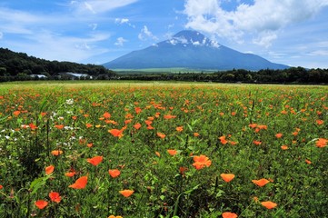 富士山と花畑