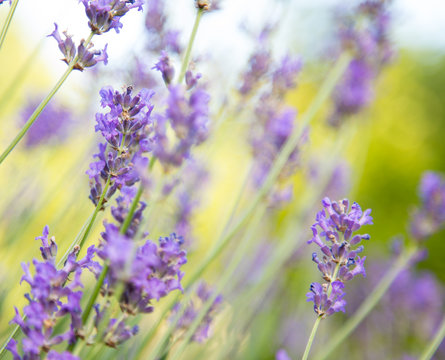 Lavender flowers, close-up.