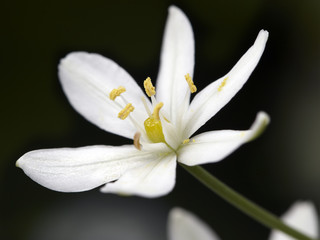 white flower bud