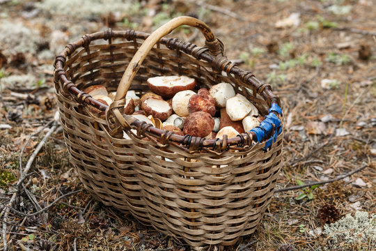 Basket with mushrooms