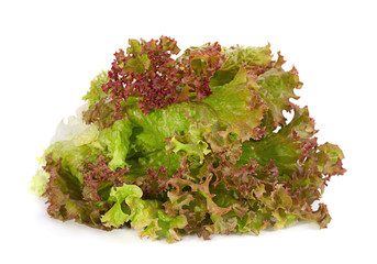 Lettuce salad leaf