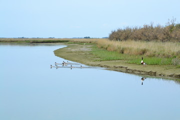 famiglia di anatre selvagge in laguna