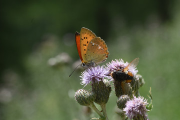 farfalla farfalle insetto ali volare natura