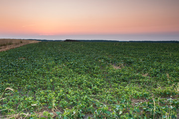 Рассвет в поле бобов