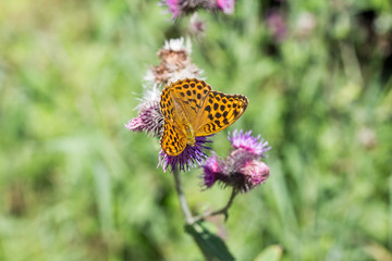 Obraz premium Kaisermantel auf Distelblüte, Argynnis paphia