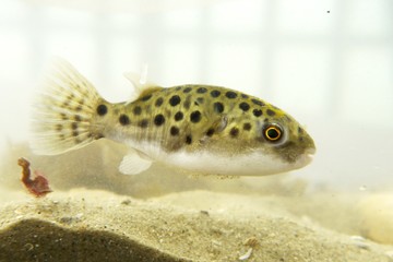 Portrait of a Green Spotted Puffer Fish