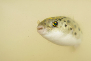 Portrait of a Green Spotted Puffer Fish