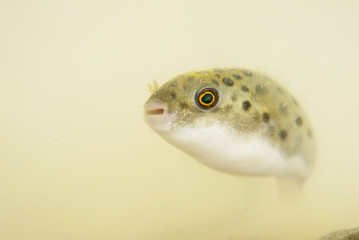 Portrait of a Green Spotted Puffer Fish