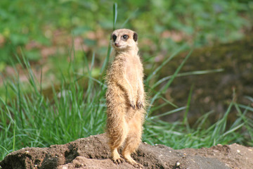 Meerkat