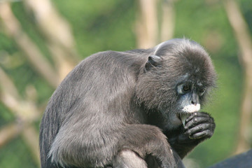 monkey eating an apple