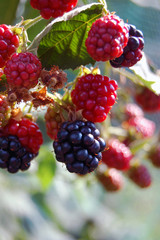 fresh summer fruit background with ripe blackberry bush