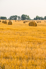 Fototapeta premium Harvested field with straw bales