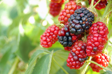 fresh summer fruit background with ripe blackberry bush