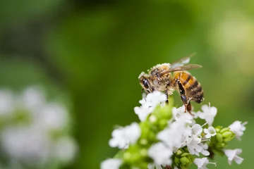 Fotobehang Honey Bee on Flower © Anthony Brown