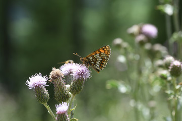 farfalla farfalle macro insetti volare volo 