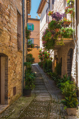 Fototapeta na wymiar Italian streets overgrown with dense green vegetation in Tuscany