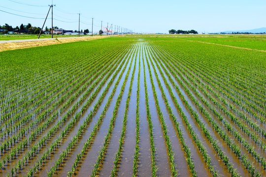 「青苗」の画像 572 件の Stock 写真、ベクターおよびビデオ Adobe Stock