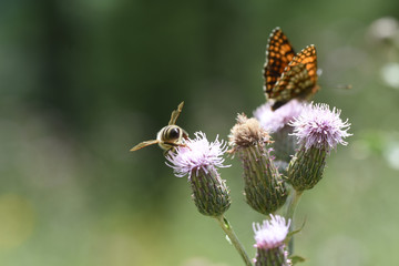 farfalla farfalle macro insetti volare volo 