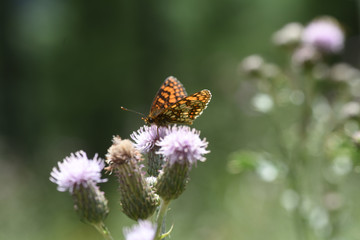 farfalla farfalle macro insetti volare volo 