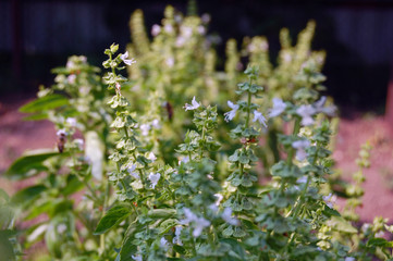 fresh basil in the garden