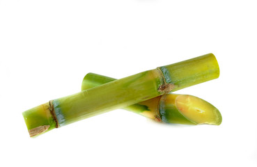 Sugar cane on white background