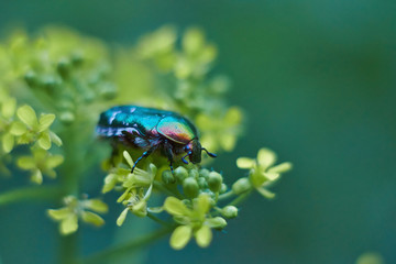 Chafer beetle on flowering plants