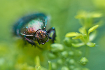 Chafer beetle on flowering plants.
