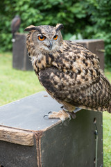 owl is standing on a wooden box
