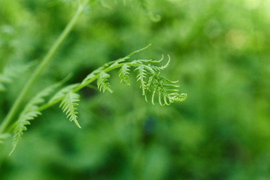 Fresh fern shoots in the spring.