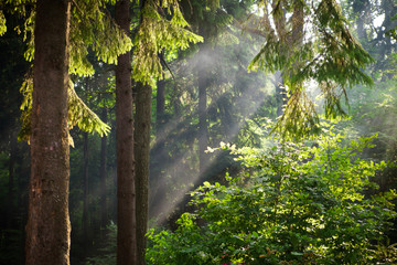 Sun beams pour through trees in green forest