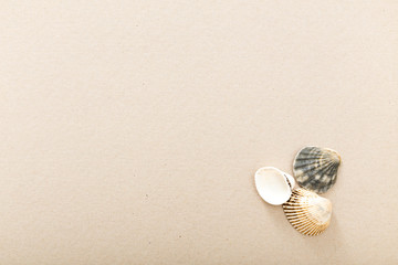 Fototapeta na wymiar Empty white card with seashell