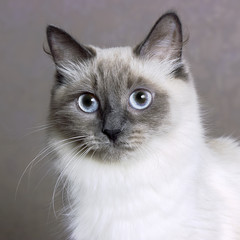 Nevsky mascaraing cat poses for the camera