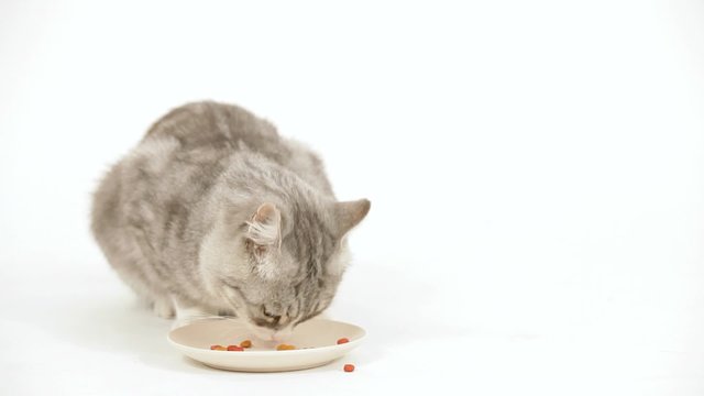 Cat Eats A Special Meal For Him