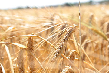 gold barley © hopre
