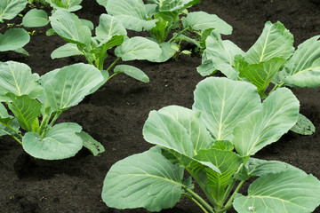 Young shoots of cabbage, growing in the garden