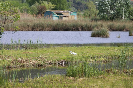 Massaciuccoli See,Naturschutzgebiet, Vogel, Versilia,  Toscana, Kultur, Marmor, Italien, Riviera, Mittelmeer