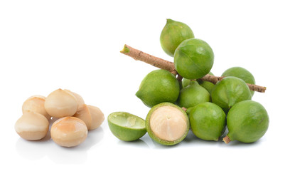 fresh macadamia nut on white background