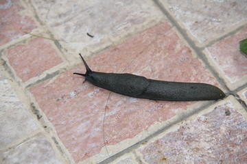 snail without chitin