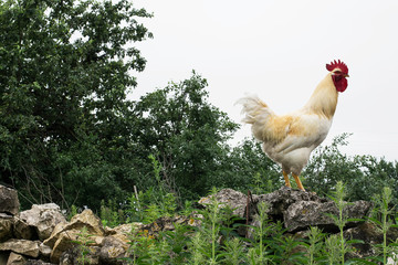 White rooster walking on the stone wall