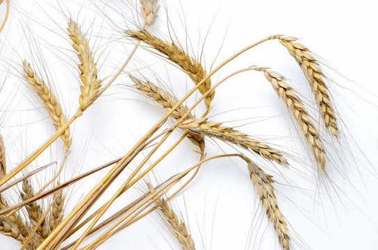 ears of ripe wheat on a white background