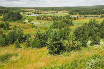 Naklejka premium Summer forest