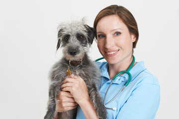 Studio Portrait Of Female Veterinary Surgeon Holding Lurcher Dog