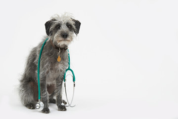 Studio Shot Of Lurcher Dog Wearing Stethoscope