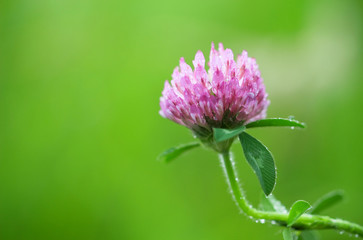 Fototapeta premium ムラサキツメクサ アカツメクサ Red clover, Trifolium pratense